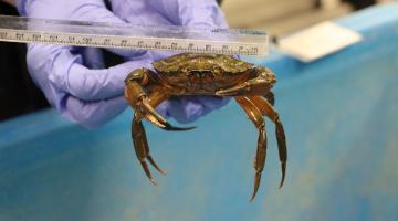 common shore crab (Carcinus maenus)