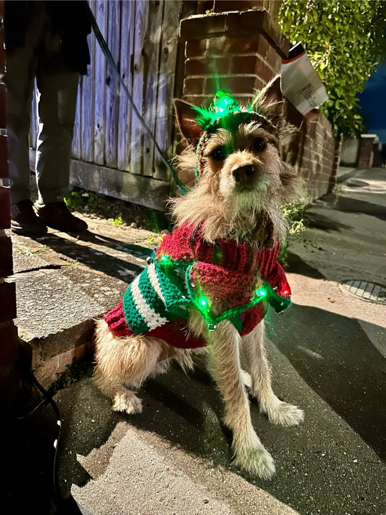 a small brown wire haired terrier type dog wearing a knitted elf costume with glowing green lights