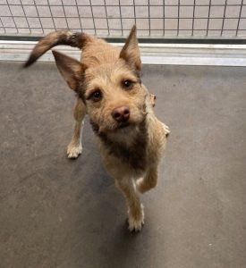 A small brown wire haired dog stood looking up at the camera