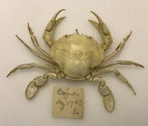 A Flyer crab from Guermonprez's collection