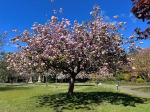 A tree with pink blossom in Portsmouth's Victoria Park