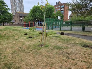 Newly planted trees lying on the ground after being pulled out