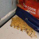rodent droppings