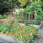 Landport Community Garden