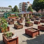 outdoor grow beds at Somers Orchard community garden