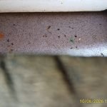 mouse droppings